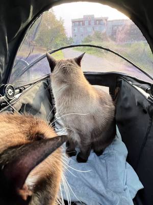 A post by @charlieandbhakticats on TikTok caption: ##catstroller #catstrollerwalk #indoorcatlife #indoorcats #crazycatlady #catladylifestyle #catladylifechoseme #catlady #catsoftiktok #mentalhealthmatters #depressionanxiety 