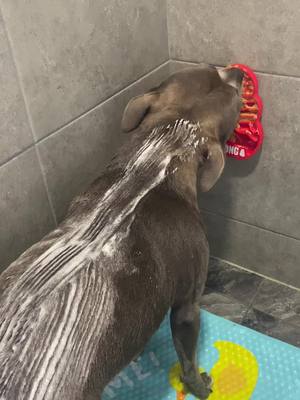 A post by @kobaandkaya on TikTok caption: The splish splash dog strikes again only 3 years later 🐶🥹 Kaya really loves bath time and its made better with our new lick mat by kong from @Pets at Home  #splishsplash #bathtime #dogbath #doggytime #SelfCare 