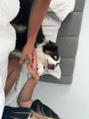 A post by @kyleewerner on TikTok caption: #pawchallenge #shadow 