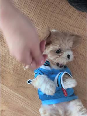 A post by @ssarahyoonn on TikTok caption: Footwork go crazy #maltipoo #puppytiktok 