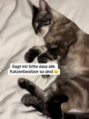 A post by @derya.mr on TikTok caption: NEIN das hat ihm nicht weh getan😅  #cats #katze #katzenvideos #witzig #katzenliebe #funnycat #foryou #fypツ #fyp #catsoftiktok #catlover #cattok #katzen 