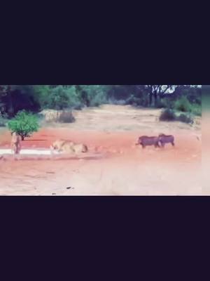 A post by @r.sarbast on TikTok caption: #wildlife 