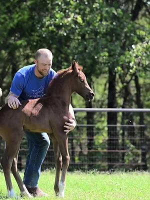 A post by @morganmoore031 on TikTok caption: When the new guy has opinions about how things are run at the office. #meanfoal #foalsoftiktok #foal #foalingseason #babyhorse #kick #rear #bite #colt #fyp #horsesoftiktok 