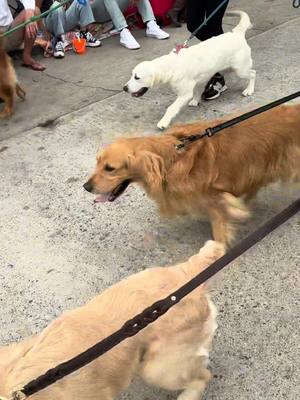 A post by @chubbsthegolden on TikTok caption: The Golden Retriever Jimmy Buffett Tribute Parade - happiness on @Balboa Island with @cheesychesterboi  #newportbeach #goldenretriever #jimmybuffett #margaritaville #goldenretrieverlife #parade #happiness #paradise 