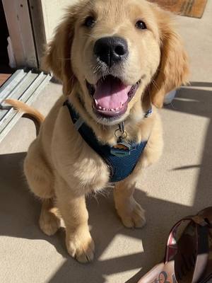 A post by @chubbsthegolden on TikTok caption: million dollar puppy energy  #goldenretriever #goldenretrieverlife #milliondollarbaby #goodboy #puppyfever 