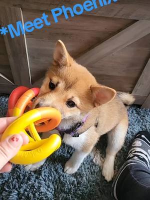 A post by @ocean_vixn on TikTok caption: Meet Phoenix! Shiba Inu at 3 months old! #genxcrew #2024 #foryou #realaccount #fyp #fypシ #real #life #shibainu #shiba #funny 