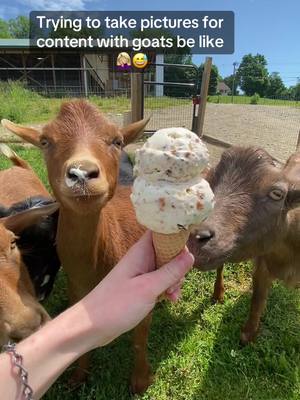 A post by @ctdairygal on TikTok caption: oh well 🤦🏼‍♀️😂 #goats #goatsoftiktok #farmlife #icecream #farmgirl 