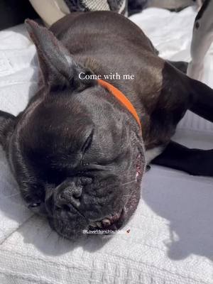 A post by @love4frenchies_backup on TikTok caption: #happiness has fur & 4 legs  #dog #dogsoftiktok #frenchbulldog #frenchie #french_bulldog_mum #cutedog #herofiennestiffin #hardinscott #Love #holiday #doggo #frenchielife #MentalHealth 