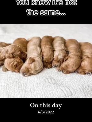 A post by @firstcoastgoldendoodles on TikTok caption: #onthisday 