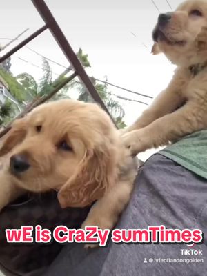 A post by @ on TikTok caption: sumTimes mY broTher aNd i liKe to bE baD boYs -LanDon🐾  #goldenretriever #dog #dogsoftiktok #petlife #puppybrothers #goldensoftiktok #PetsOfTikTok #Summer 