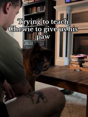 A post by @chewiethegsd on TikTok caption: #germanshepherdsoftiktok #germanshepherd #dogtricks 