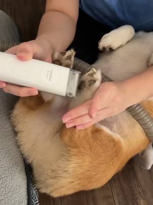 A post by @hamilton_thecorgi on TikTok caption: Getting that fresh cut 💈#corgisoftiktok 