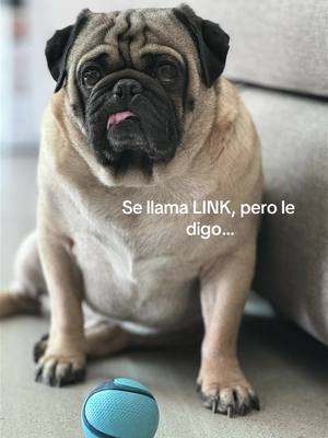 A post by @danielasolis20 on TikTok caption: Amo a mi bebé 🥹❤️ #pug 