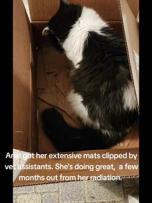 A post by @author.christine.church on TikTok caption: Ariel, who has sinus carcinoma had extensive mats from not grooming herself. So, at her very appt, she was clipped. It looks rough, but she feels better. #ariel #catsoftiktok #fyp #cancercat #arielcat 