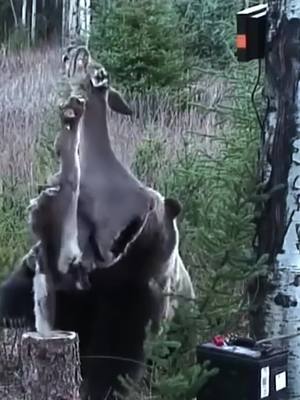 A post by @animal3132 on TikTok caption: Big brown bear steals food, unexpectedly encounter #animals2024 #wildanimals #Lion