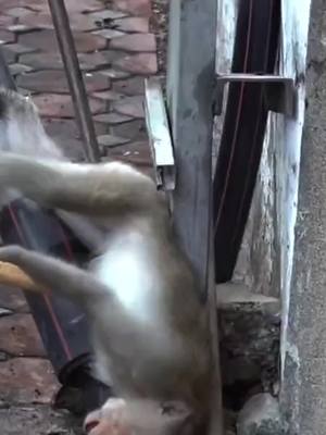 A post by @animal3132 on TikTok caption: Electrician monkey has been worth his while.#animals2024 #wildanimals #Lion