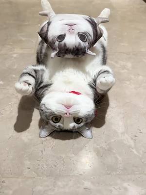 A post by @your_cutepet on TikTok caption: #pet #CutePet #cat #cuteanimals 