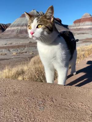 A post by @beans_theadventurecat on TikTok caption: Slow down, you’re doing fine #cat #adventurecat #catsoftiktok #travel #Hiking 