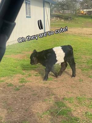 A post by @frederick on TikTok caption: My Belted Galloway! #cutesnimals #cows #oreocow #belties #beltiesoftiktok #funnyanimals #farmlife #cutecow 