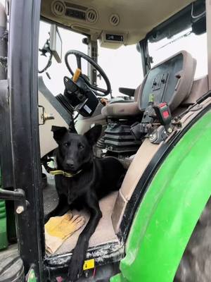 A post by @_matteo_249 on TikTok caption: La malicieuse #chien #bordercollie #agriculture #pourtoi #gamberge #fyp 