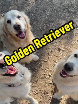 A post by @golden.girl.amy on TikTok caption: My dog battery was recharged today 🔋 #goldenretriever #goldenretrieverlife #labrador #fun 