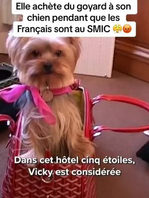 A post by @mediareplay on TikTok caption: Pendant que certains luttent pour joindre les deux bouts, cette femme dépense sans compter pour son chien. Entre les habits à plusieurs centaines d'euros, les hôtel de luxe et les repas gastronomiques, c'est une véritable provocation pour ceux qui peinent à dépasser le SMIC. #pauvreté #injustice #chien #provocation 