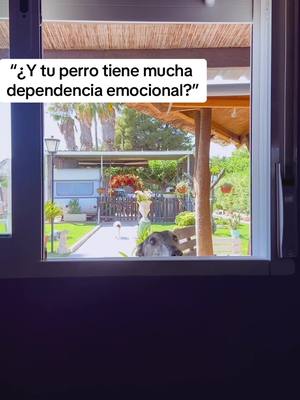 A post by @ali_tallarin on TikTok caption: En esta casa la intimidad no existe… #humor #perros #dog #galgo #adopt #dependenciaemocional #negro #typ #gt #risa #videoderisa #tiktok #dogsoftiktok 