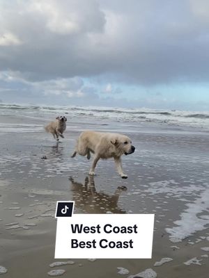 A post by @thegoldentwoofficial on TikTok caption: West Coast is the best coast!  #hugpoint #westcoastbestcoast #oregonbeach #beachdog