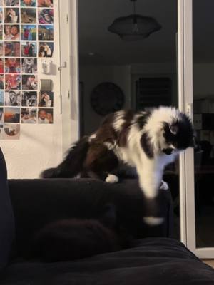 A post by @mimietcleo on TikTok caption: Rocky en forme 🥊😼#cat #foryou #drole 