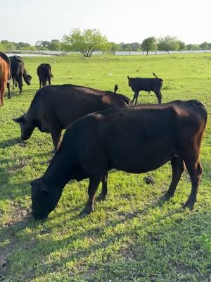 A post by @isaac_g11 on TikTok caption: Started as a dream #angus #tractor #rachonlife #texas 