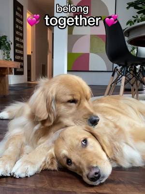 A post by @molsonandmaple on TikTok caption: never known a love like this 💛#goldenretriever #goldens #dog #dogsoftiktok #meanttobe #doglove 