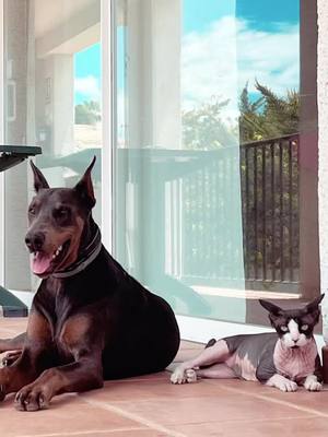 A post by @gorda_and_company on TikTok caption: 🌪️ #doberman #sphynxcat #viral #parati #fyp #lentejas #loquepidesvsloquetellega #aliexpress #shein #dog #cat #tiktok 