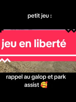 A post by @djakpot on TikTok caption: petit jeu en liberté# rappel au galop et placement au montoir , il est parfait 😍#horsesontiktok #painthorse #horselife 