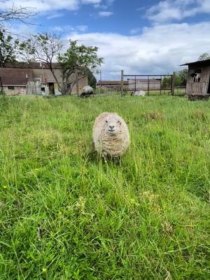 A post by @faustkris on TikTok caption: #sheep #farmlife #animals 