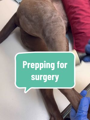 A post by @dr.b_veterinarian on TikTok caption: Here we are prepping this dogs leg for surgery (TPLO). #surgeryprep #veterinarysurgery #TPLO #kneesurgery #acl #hair #fyp #dog