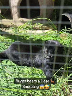 A post by @rugerthemink on TikTok caption: #rugerthemink hears a #deer 🦌 #funny 😅 #tiktokmink #PetsOfTikTok #minkgirl #mink #ruger #myworld #monday #riverrat #hesback #🖤 #fypシ゚viral #fypage #444 