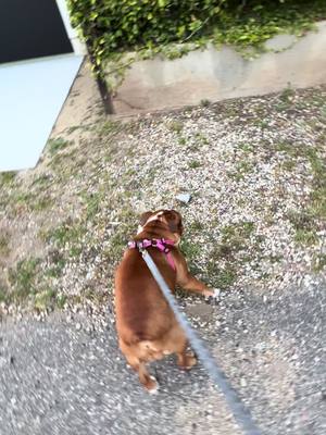 A post by @brooklyn__melon on TikTok caption: Slow little girl   #dogsvideo #dog #dogsoftiktok #doglover #puppy #doglife #doggo #doglovers #englishbulldog #bulldog #bulldogsofinstagram #bulldoglove #bulldoglife #bulldogpuppy #fyp #foryou #foryoupage #viral #trending #funny #cute #adorable #pets #PetsOfTikTok #animal #animallovers #dogsofinstagram #dogstagram #instadog #petlovers#dailybark #puppylove 