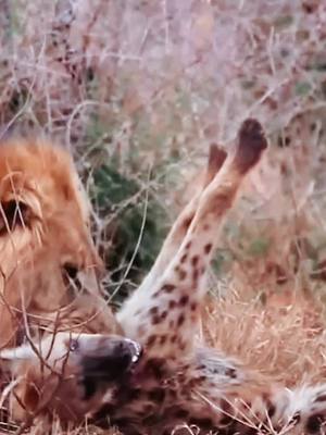 A post by @animal3132 on TikTok caption: Lions take care of hyenas hyenas try to play dead