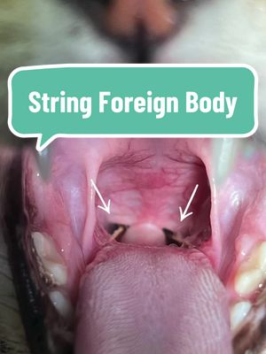 A post by @dr.b_veterinarian on TikTok caption: This cat ate a string causing an intestinal blockage requiring surgery. Please be careful with string around cats. #string #foreignbody #veterinarysurgery #cats #catsoftiktok #catlovers #fyp