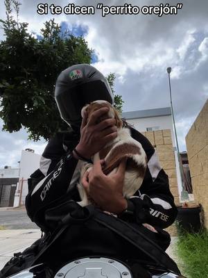 A post by @brenda.saenzk on TikTok caption: Yo bapo jaja 🤭 #motorcycle #chihuahuamexico #motos #perros #bikergirl 