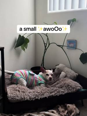 A post by @maliataylorr4 on TikTok caption: My baby 🥹 #dogsoftiktok #chihuahua 