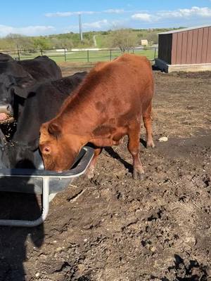 A post by @isaac_g11 on TikTok caption: Feeding time #angus #ranchlife #texascheck #haybales #dreams 