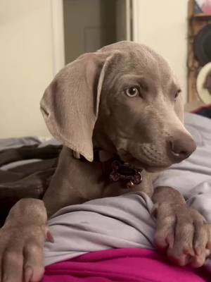 A post by @bentleyanndbooks on TikTok caption: Full on pirana right now lol #fypage #foryoupage #weimaraner 