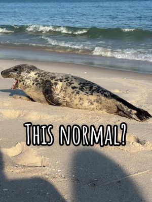 A post by @intenseasmr on TikTok caption: Is this baby ok? #seal #ocean #waves #sleepingsounds #watersounds