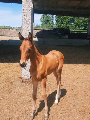 A post by @alexanderchervyako6 on TikTok caption: #akhalteke #жеребята #лошади #horse #ахалтекинец 