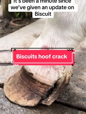 A post by @skinnychicken05 on TikTok caption: Biscuit is sitll battling with hoof issues #horseinjury #hoofcrack #horserecovery #horsehoof #horses #hoofwallrepair #farrier #farriersoftiktok #horseshoes #hotshoeinghorse #mudfever #neglectedhorse #sadhorse 