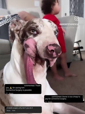 A post by @arrowtotherescue on TikTok caption: Will Arrow have surgery? We get this question asked a lot, and the answer remains the same.  Arrow will not be having surgery unless his team of veterinarians decide it’s necessary. He can eat, drink, play, catch/fetch, and do most of the “normal” things other dogs can do.  His maxillofacial specialist at UC Davis gave us the option in placing a 3D printed jaw but it would mostly be for cosmetic purposes rather than a functional one and we love Arrow the way he is.  We don’t feel the need to put him through ANOTHER surgery for him to look normal. He has gone through enough pain and as long as he is happy, healthy, and loved we don’t mind the drool, mess, and slobbery kisses.  Now his gas/farts on the other hand…… And a quick reminder that any threats, vulgar comments/DM’s will be blocked. No need for hatred as there’s enough of that already. Mama loves her block button.