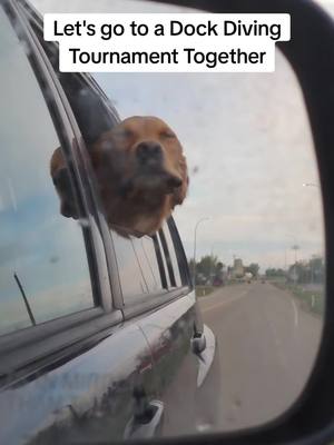 A post by @theobearthegolden on TikTok caption: Our first tournament was almost a month ago and we hope to go again soon!  #goldendogs #puppylife #playtime #goldenretriever #dogs #viral #fyp #foryou #canadian #dogsoftiktok #pool #sports #dogsports #dockdiving #dockdivingdogs #nadd #northamericandivingdogs #summertime #k9funcentre @Gulnaz Zagidullina 