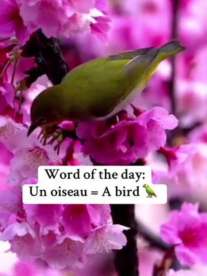 A post by @learn_french_teacher on TikTok caption: French word of the day! #learnfrench #frenchlessons #frenchforbeginners #speakfrech #frenchlesson #frenchteacher #learnanewlanguage #education #corefrench #frenchimmersion #frenchlearning #learnsomethingnew #learnsomethingneweveryday #wordoftheday #motdujour 