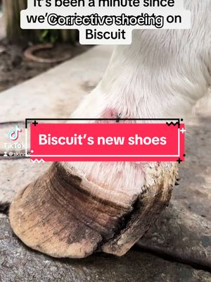 A post by @skinnychicken05 on TikTok caption: Biscuit had shoes put on to correct the dammage done by the mud rot. She will probably always need shoes but she is sound and happy #farrier #correctiveshoeing #eggbar #horseshoes #painthorse #horse #mudfever #mudrot #horseneglect 